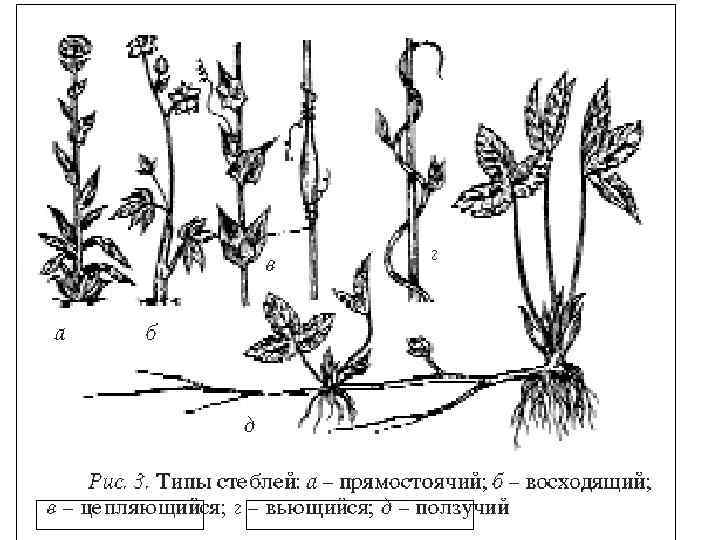 Типы стеблей растений. Вьющийся побег стелющийся прямостоячий. Стебель прямостоячий вьющийся стелющийся ползучий. Прямостоячий побег схема. Стебли прямостоячие вьющиеся лазающие ползучие.