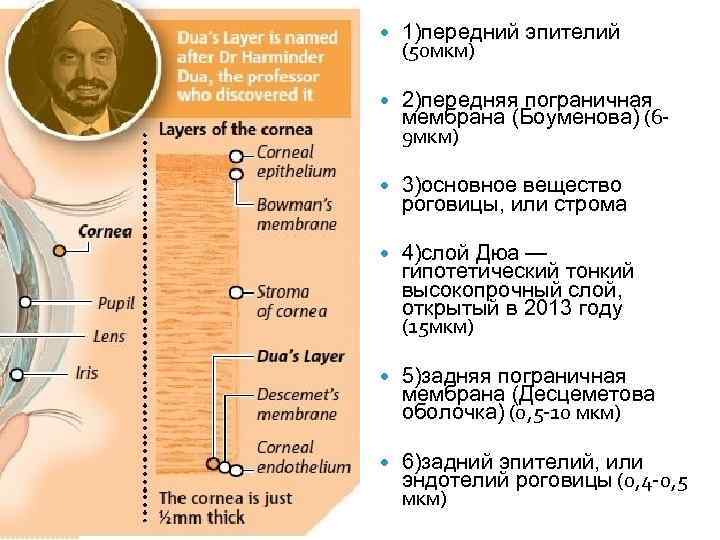  1)передний эпителий (50 мкм) 2)передняя пограничная мембрана (Боуменова) (69 мкм) 3)основное вещество роговицы,