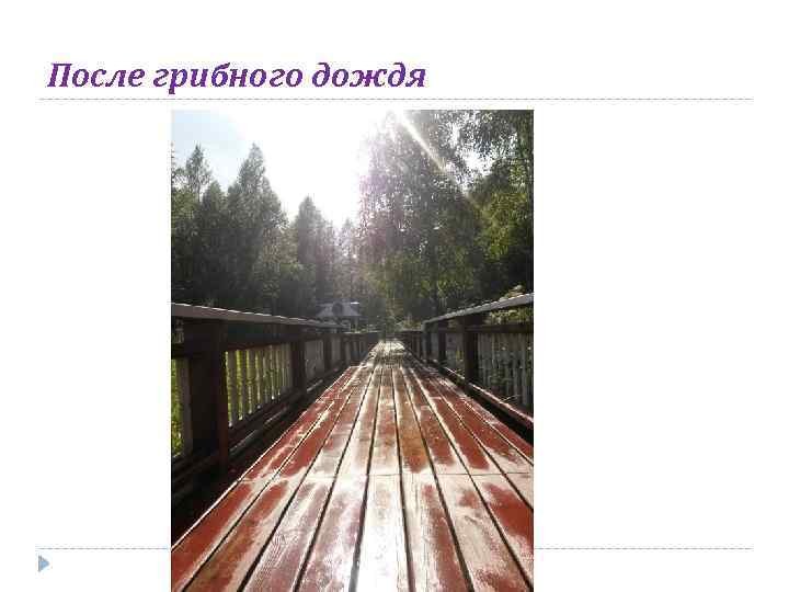 После грибного дождя 