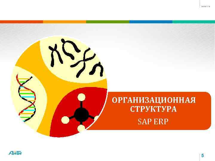 ОРГАНИЗАЦИОННАЯ СТРУКТУРА SAP ERP 5 