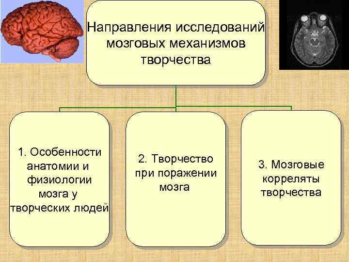 Направления исследований мозговых механизмов творчества 1. Особенности анатомии и физиологии мозга у творческих людей