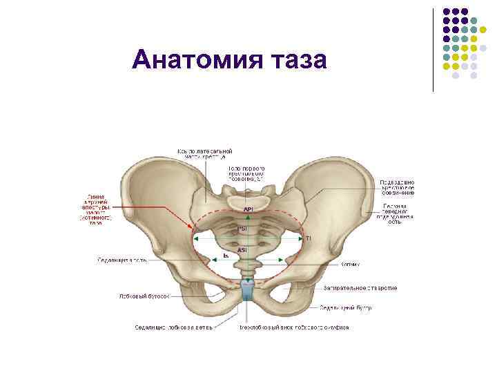 Анатомия таза 