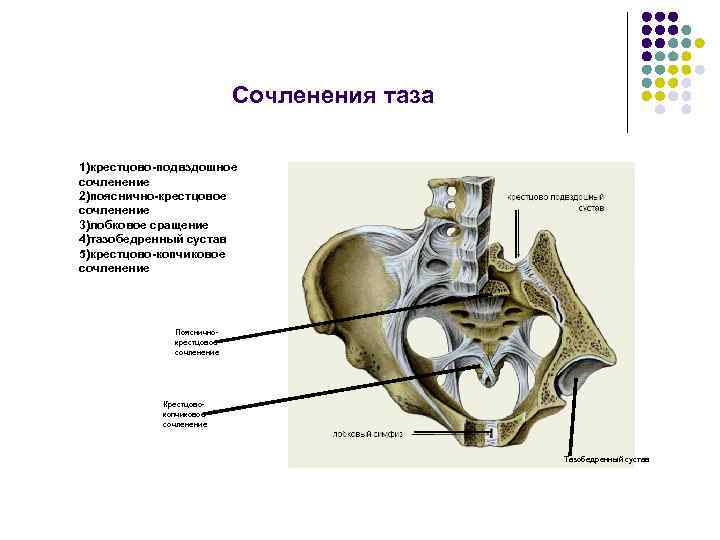 Сочленения таза 1)крестцово-подвздошное сочленение 2)пояснично-крестцовое сочленение 3)лобковое сращение 4)тазобедренный сустав 5)крестцово-копчиковое сочленение Поясничнокрестцовое сочленение