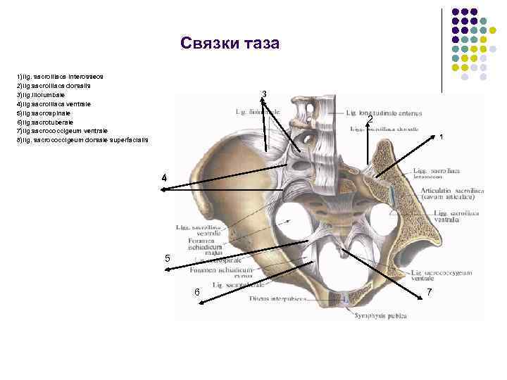 Кости таза анатомия в картинках