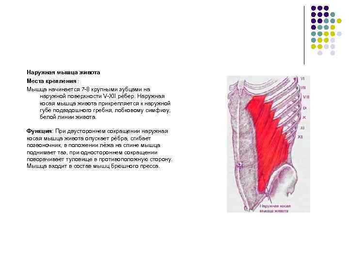 Наружная мышца живота Места крепления : Мышца начинается 7 -8 крупными зубцами на наружной