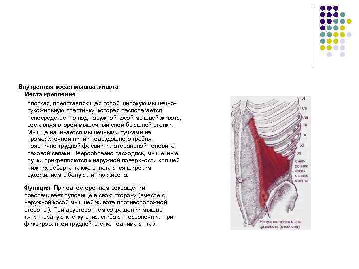 Внутренняя косая мышца живота Места крепления : плоская, представляющая собой широкую мышечносухожильную пластинку, которая