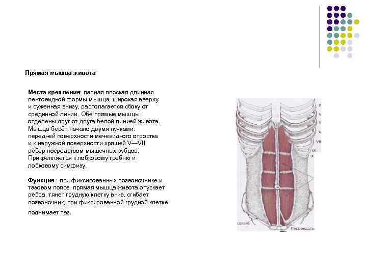 Прямая мышца живота Места крепления: парная плоская длинная лентовидной формы мышца, широкая вверху и