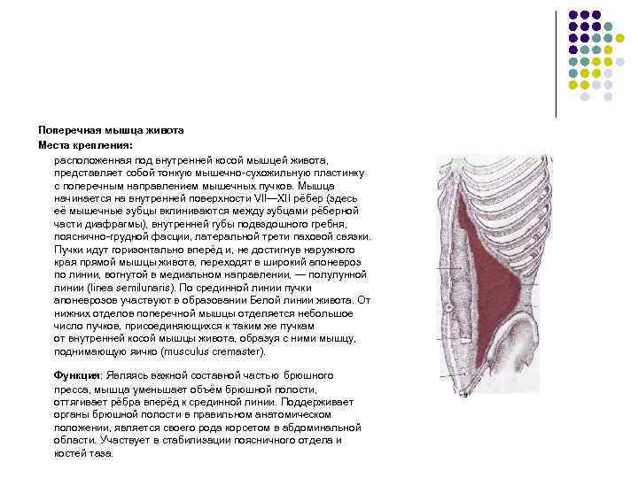 Поперечная мышца живота Места крепления: расположенная под внутренней косой мышцей живота, представляет собой тонкую