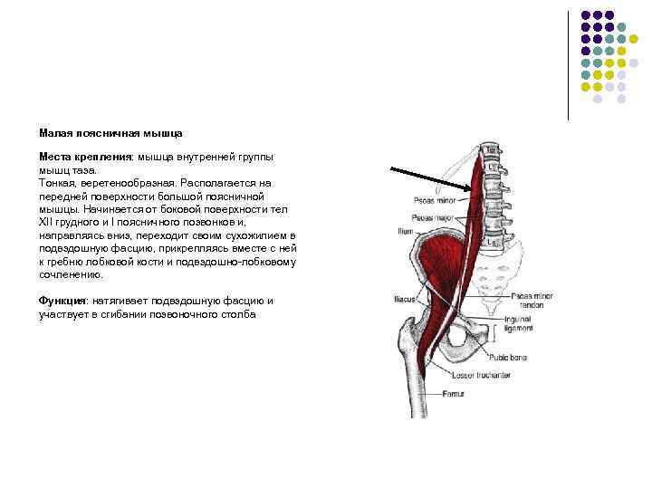 Подвздошная мышца прикрепление. Подвздошно-поясничная мышца сбоку. Иннервация малой поясничной мышцы. Большая поясничная мышца анатомия функции.