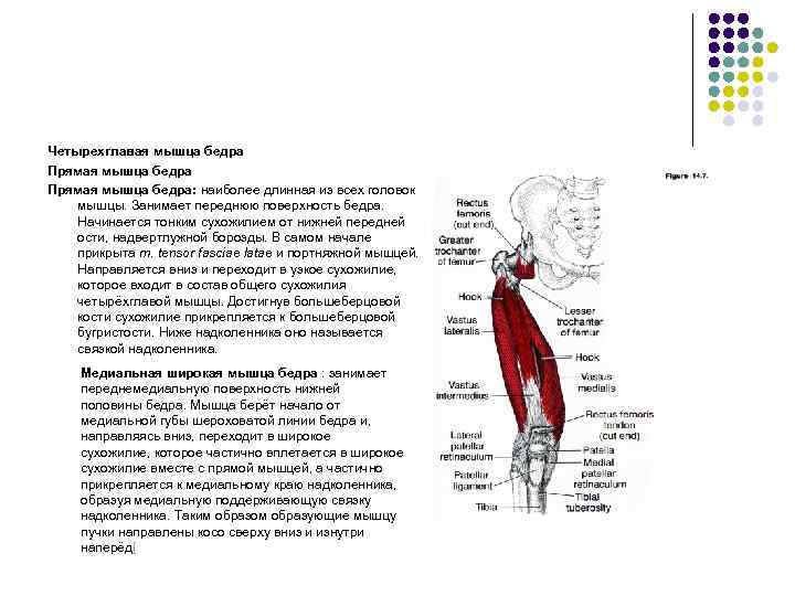 Четырехглавая мышца бедра Прямая мышца бедра: наиболее длинная из всех головок мышцы. Занимает переднюю