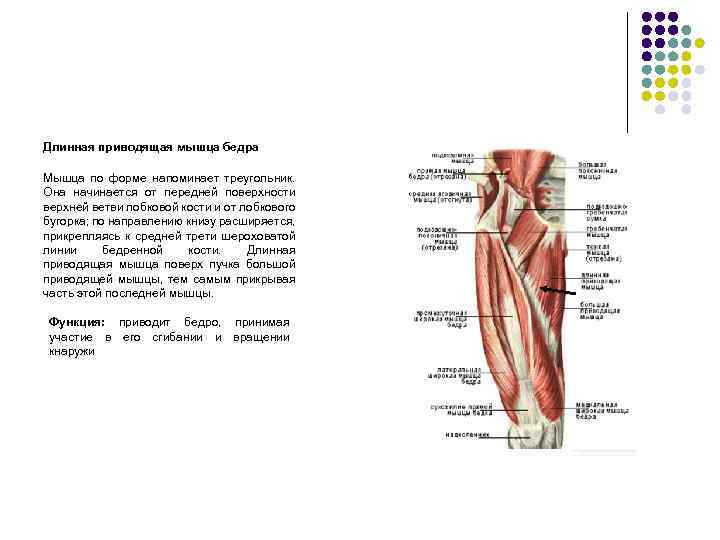 Длинная приводящая мышца бедра Мышца по форме напоминает треугольник. Она начинается от передней поверхности