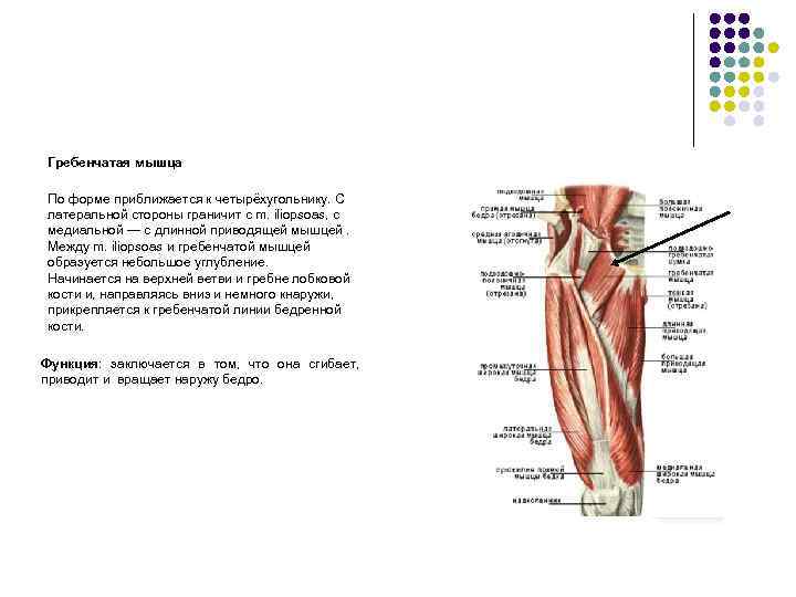 Гребенчатая мышца По форме приближается к четырёхугольнику. С латеральной стороны граничит с m. iliopsoas,