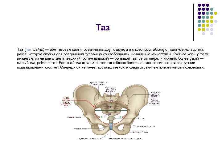Таз (лат. pelvis) — обе тазовые кости, соединяясь друг с другом и с крестцом,