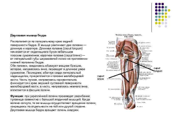 Двуглавая мышца бедра анатомия картинки