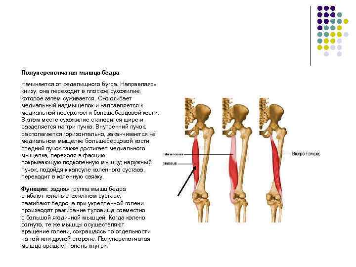 Полуперепончатая мышца бедра Начинается от седалищного бугра. Направляясь книзу, она переходит в плоское сухожилие,