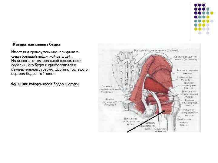 Квадратная мышца бедра Имеет вид прямоугольника, прикрытого сзади большой ягодичной мышцей. Начинается от латеральной