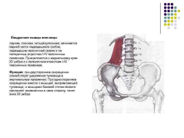 Квадратная мышца поясницы парная, плоская, четырёхугольная; начинается задней части подвздошного гребня, подвздошно-поясничной связке и