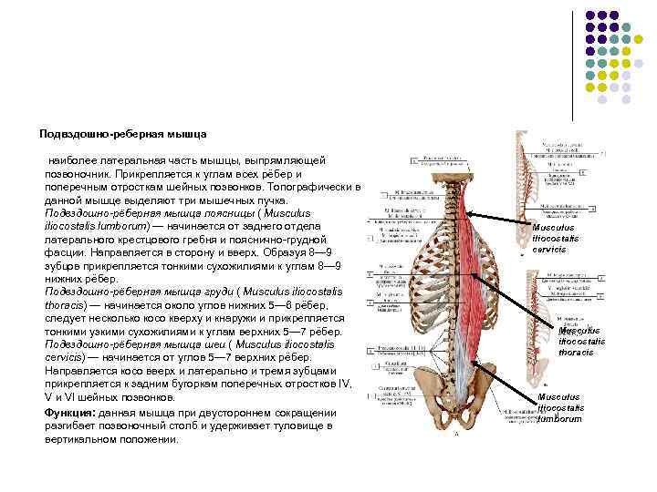 Подвздошно-реберная мышца наиболее латеральная часть мышцы, выпрямляющей позвоночник. Прикрепляется к углам всех рёбер и