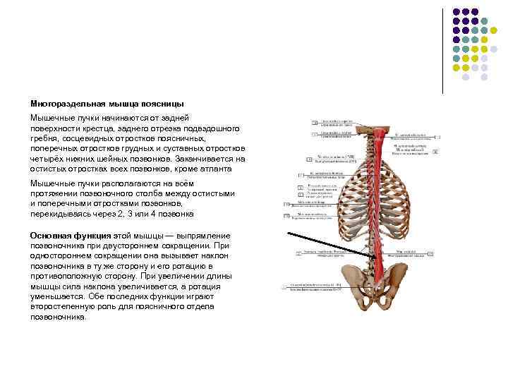 Многораздельная мышца поясницы Мышечные пучки начинаются от задней поверхности крестца, заднего отрезка подвздошного гребня,