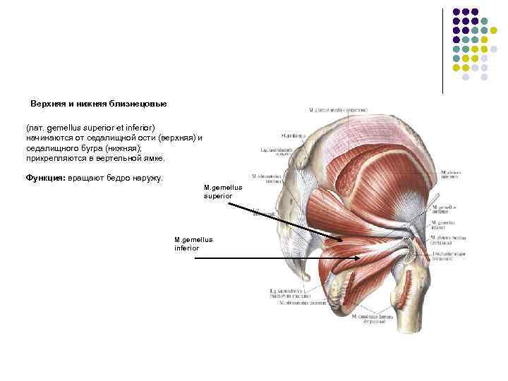 Верхняя и нижняя близнецовые (лат. gemellus superior et inferior) начинаются от седалищной ости (верхняя)