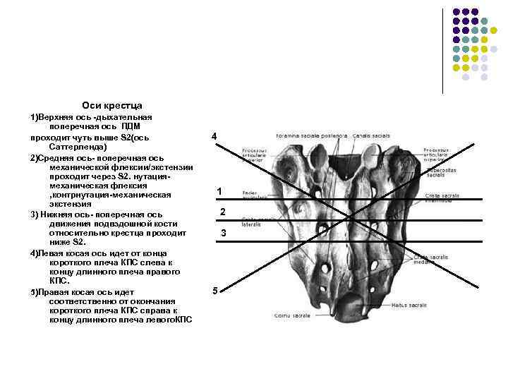 Оси крестца 1)Верхняя ось -дыхательная поперечная ось ПДМ проходит чуть выше S 2(ось Саттерленда)