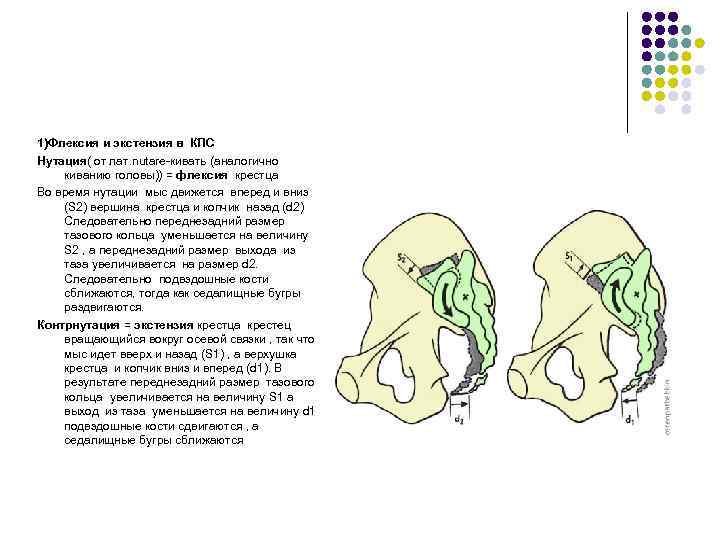 1)Флексия и экстензия в КПС Нутация( от лат. nutare-кивать (аналогично киванию головы)) = флексия