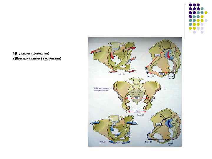 1)Нутация (флексия) 2)Контрнутация (экстензия) 1 2 
