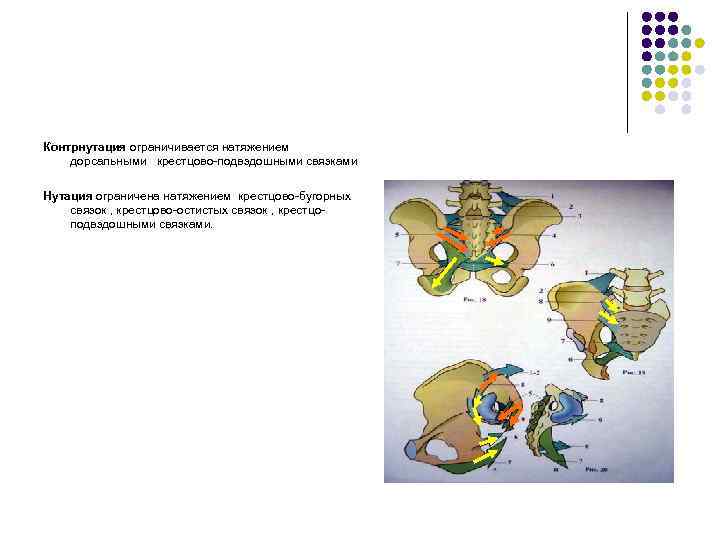 Контрнутация ограничивается натяжением дорсальными крестцово-подвздошными связками Нутация ограничена натяжением крестцово-бугорных связок , крестцово-остистых связок