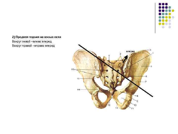 2) Предняя торзия на косых осях Вокруг левой –влево вперед Вокруг правой –вправо вперед