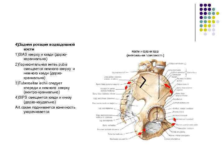 4)Задняя ротация подвздошной кости 1)SIAS кверху и кзади (дорзокораниально) 2)Горизонтальная ветвь pubis смещается немного