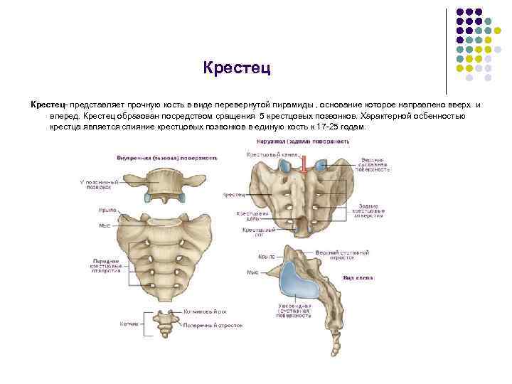 Крестец- представляет прочную кость в виде перевернутой пирамиды , основание которое направлено вверх и