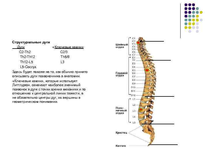 Структуральные дуги Дуги « Ключевые камни» C 2 -Th 2 C 2/3 Th 2