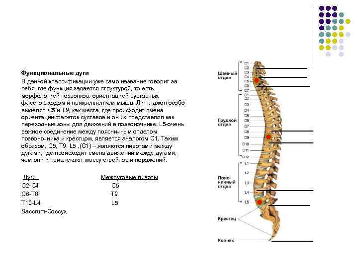 Функциональные дуги В данной классификации уже само название говорит за себя, где функция задается