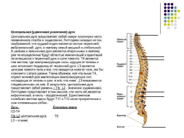 Центральная (удвоенная усиленная) дуга Центральная дуга представляет собой самую «сильную» часть позвоночного столба и,