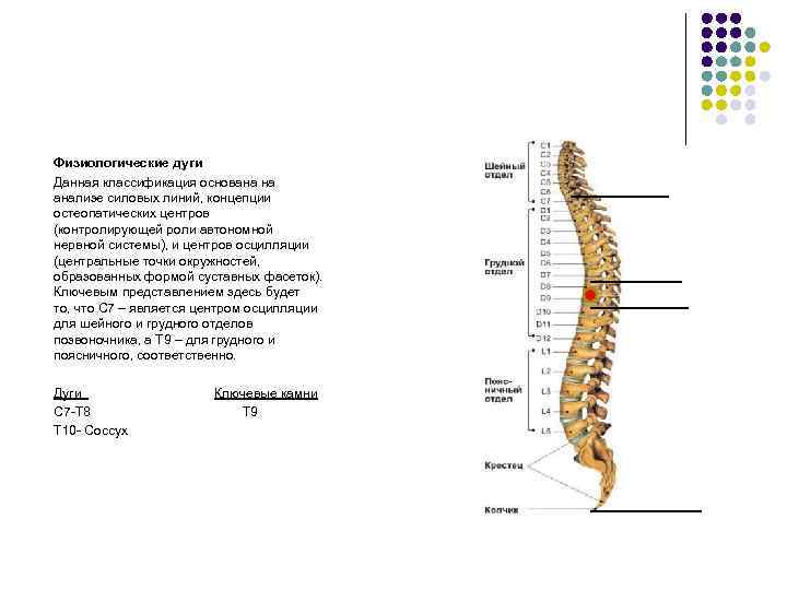 Физиологические дуги Данная классификация основана на анализе силовых линий, концепции остеопатических центров (контролирующей роли