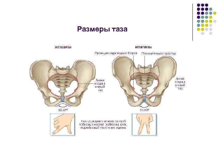 Размеры таза 