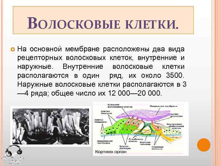 ВОЛОСКОВЫЕ КЛЕТКИ. На основной мембране расположены два вида рецепторных волосковых клеток, внутренние и наружные.