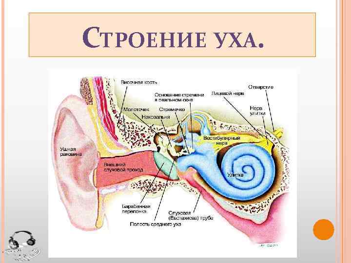 Строение уха 8 класс биология рисунок из учебника