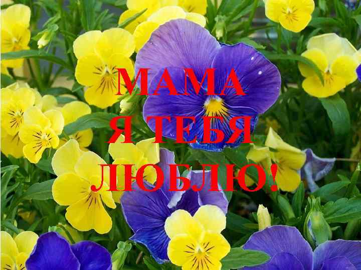 МАМА Я ТЕБЯ ЛЮБЛЮ! 