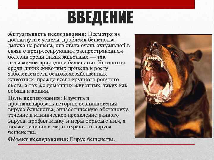 ВВЕДЕНИЕ Актуальность исследования: Несмотря на достигнутые успехи, проблема бешенства далеко не решена, она стала