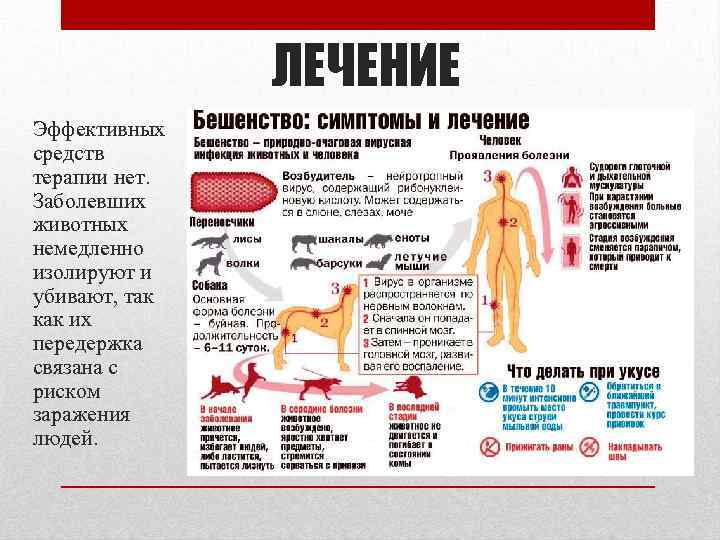 ЛЕЧЕНИЕ Эффективных средств терапии нет. Заболевших животных немедленно изолируют и убивают, так как их