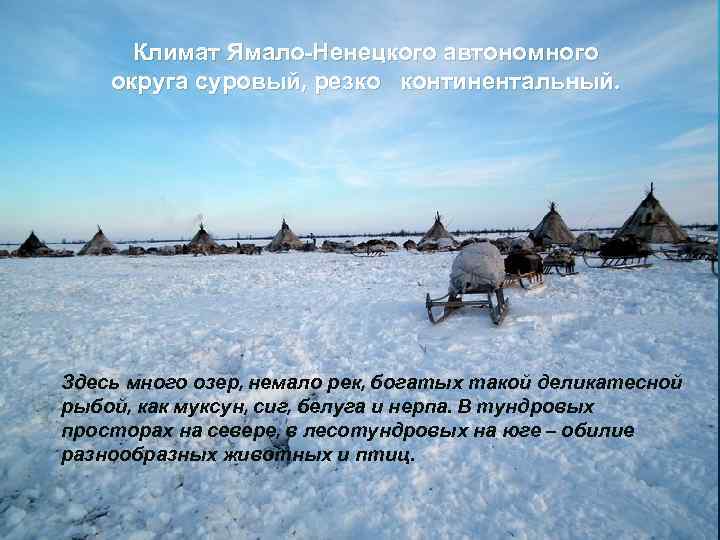 Климат Ямало-Ненецкого автономного округа суровый, резко континентальный. Здесь много озер, немало рек, богатых такой
