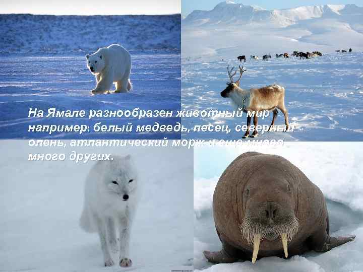 На Ямале разнообразен животный мир например: белый медведь, песец, северный олень, атлантический морж и