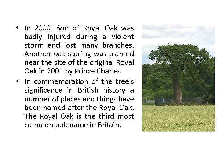  • In 2000, Son of Royal Oak was badly injured during a violent