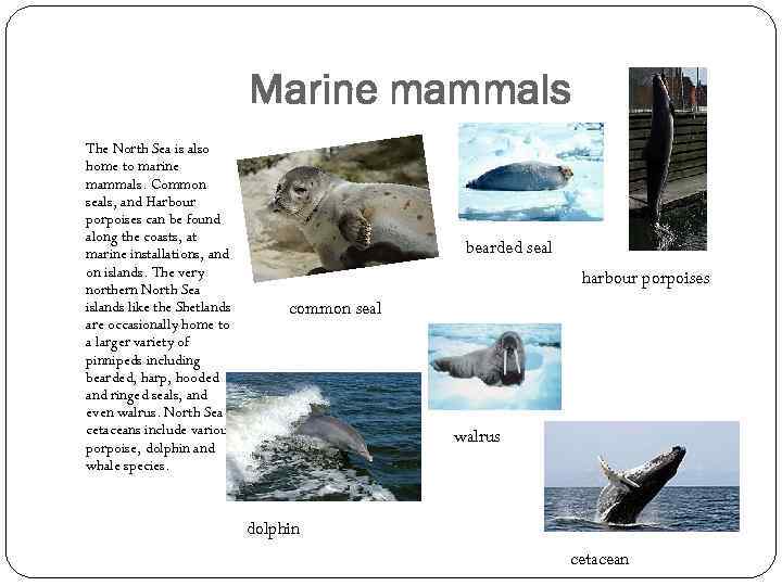 Marine mammals The North Sea is also home to marine mammals. Common seals, and