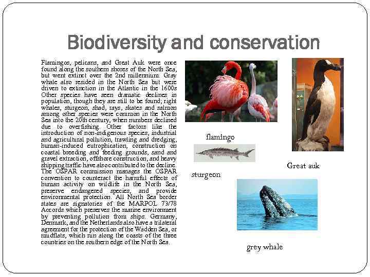 Biodiversity and conservation Flamingos, pelicans, and Great Auk were once found along the southern