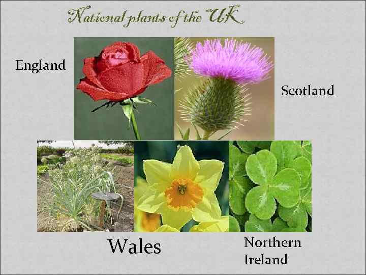 National plants of the UK England Scotland Wales Northern Ireland 
