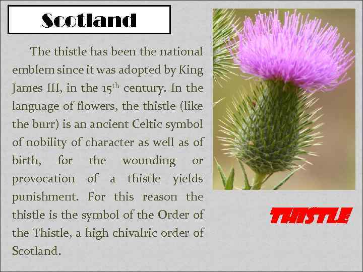 Scotland The thistle has been the national emblem since it was adopted by King