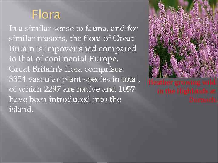 Flora In a similar sense to fauna, and for similar reasons, the flora of