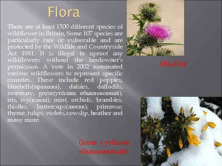 Flora There at least 1500 different species of wildflower in Britain, Some 107 species